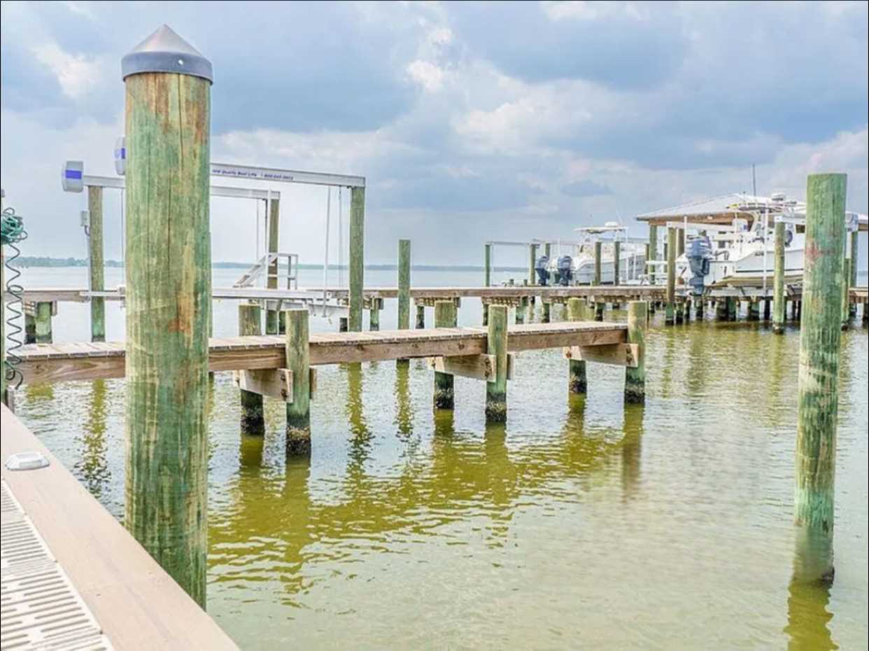 Experience watching the dolphins swim in the bay!